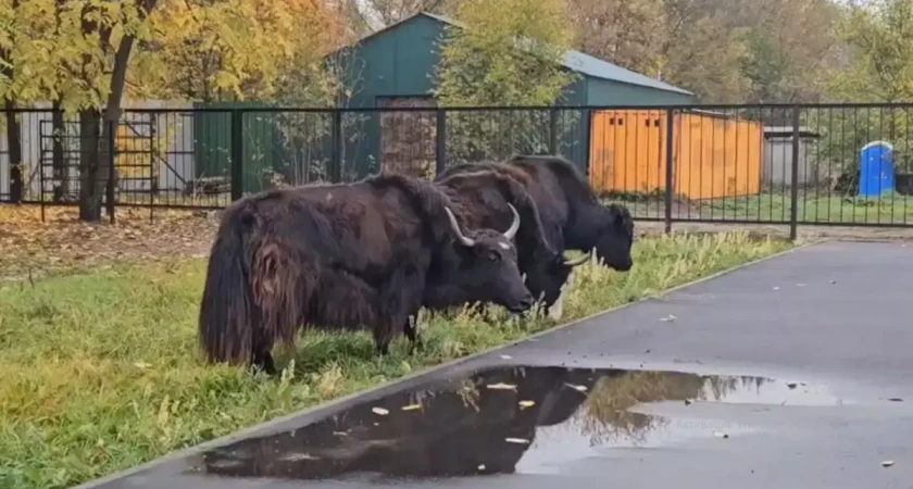 Яки в ивановском зоопарке переселились в новый вольер