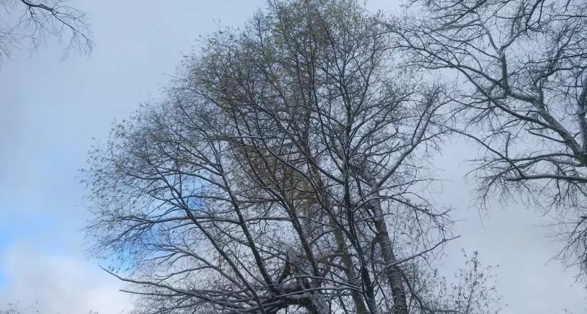 В пятницу, 8 ноября, синоптики снова обещают в Ивановской области плюсовую температуру и небольшой дождь