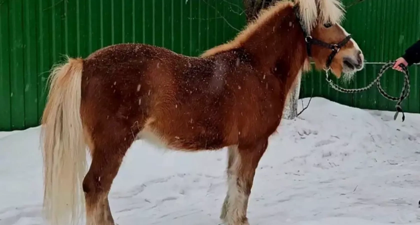 В Ивановский зоопарк приехал шетландский пони из Алтайского края