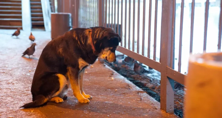 У бездомных хвостатых жителей "Майского дня" закончились рожки и геркулес