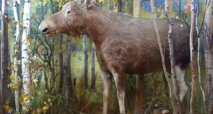 Чучело лося и астрономические часы стали "любимчиками" у посетителей Музея Бурылина в Иванове