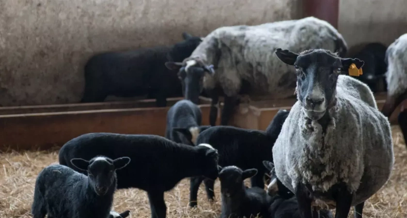 В Ивановской области 24 сельхозпредприятия получили льготные кредиты в прошлом году