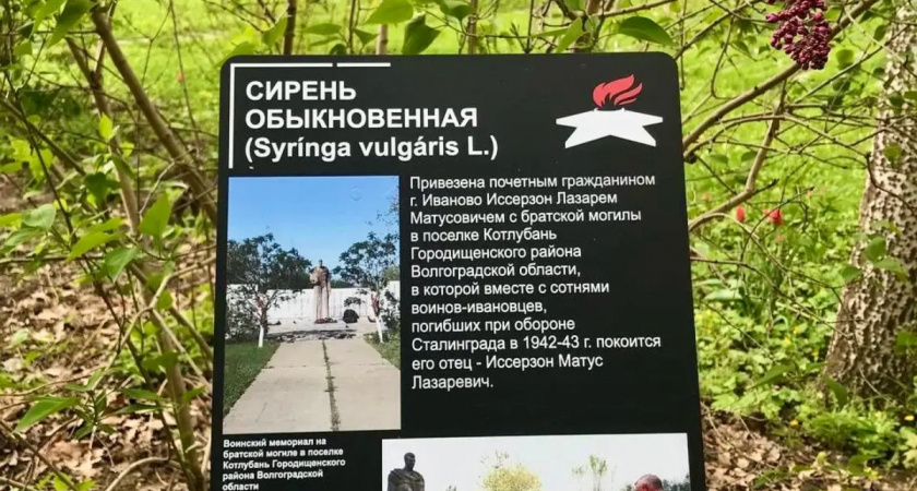 В Иванове зацвела сирень, привезенная с братской могилы героев Сталинградской битвы