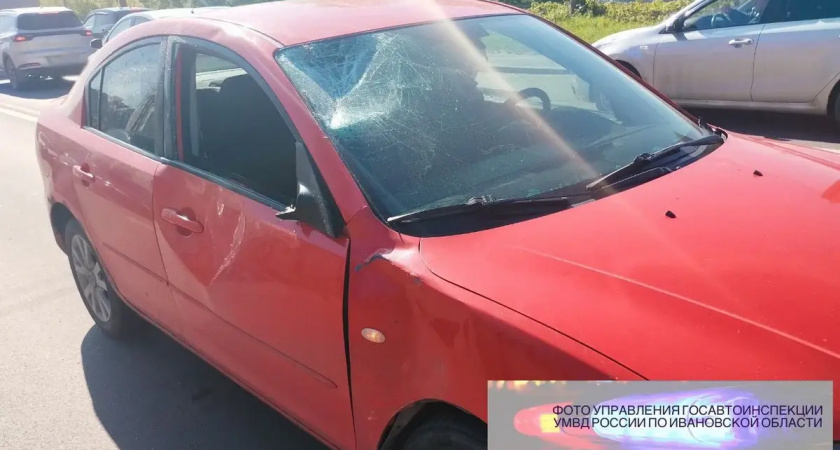 Лосенок выбежал на дорогу в Иванове и попал под колеса двух автомобилей