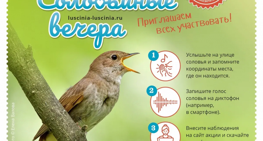 Ивановцев приглашают присоединиться к акции "Соловьиные вечера"