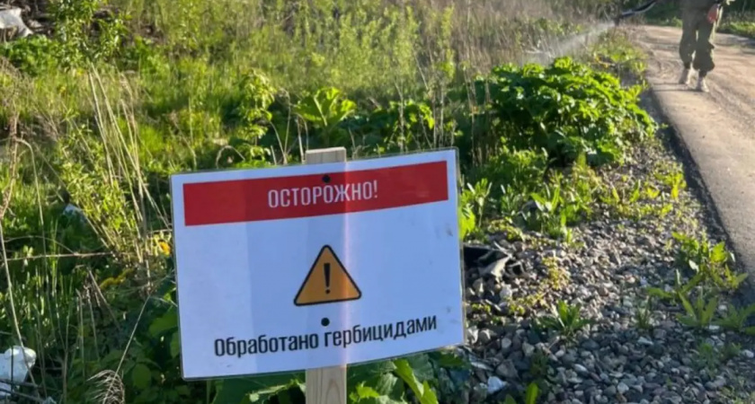 В Иванове начали химическую обработку борщевика на 10 гектарах