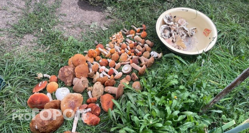 Грибной сезон в Иванове: что собирают сейчас и чего ждать летом 2025