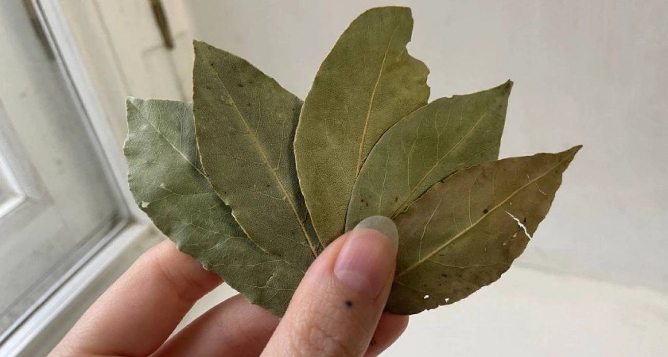 Лавровый лист посыпаю солью — весь июнь не нарадуюсь этой хитрости: полезный совет для всех хозяек