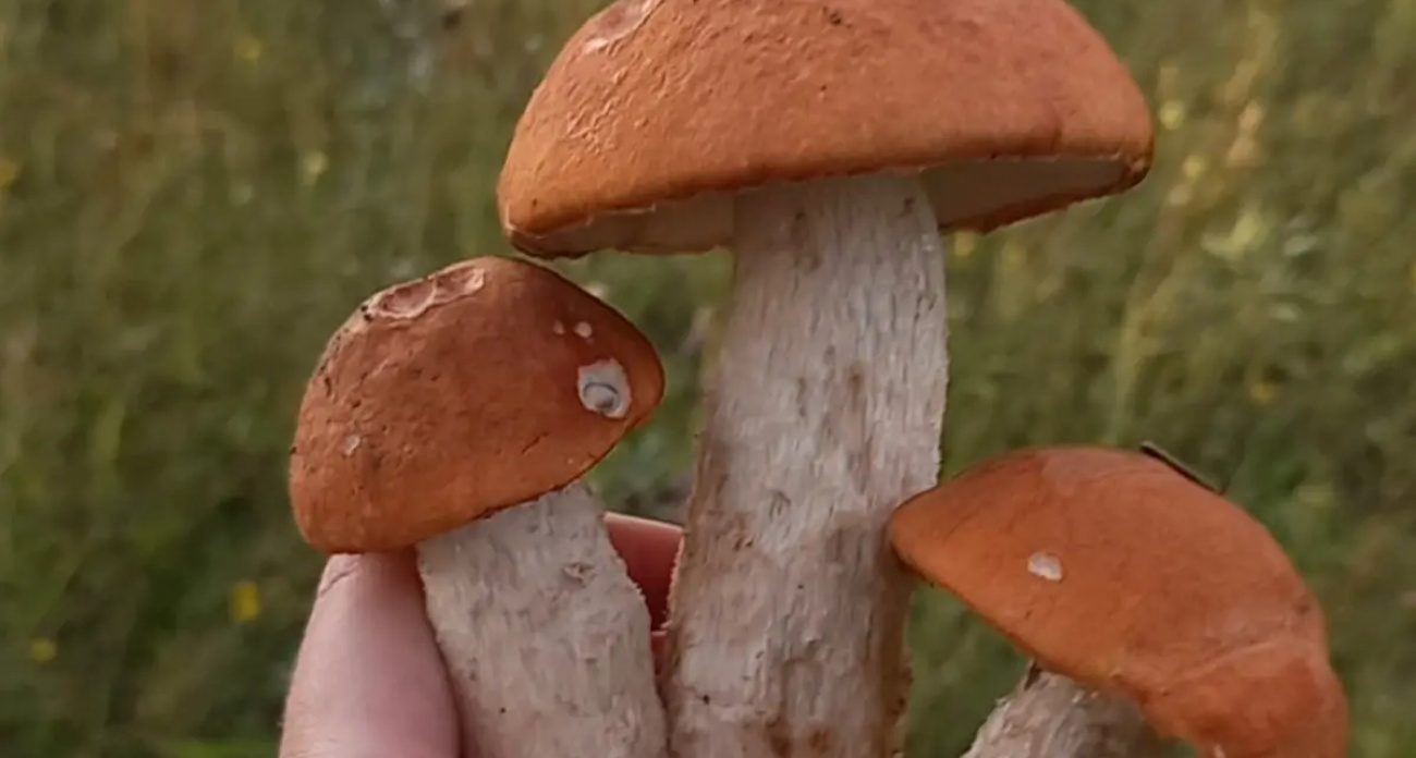 Село Нижний Ландех станет грибной столицей области на фестивале "Царский гриб-2025"