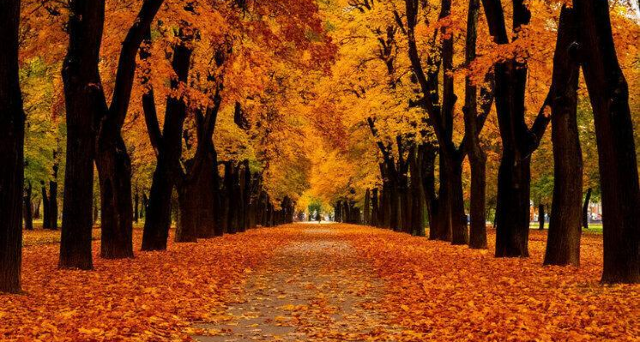 Зонт обязателен: синоптики предупредили о дожде и усилении ветра в выходные 2-4 ноября