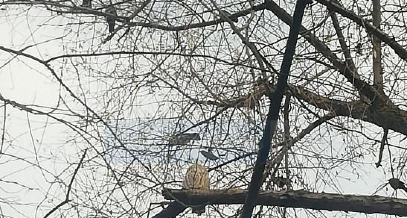 Совы оккупировали Иваново: зоопарк завален звонками о птицах, атакованных воронами