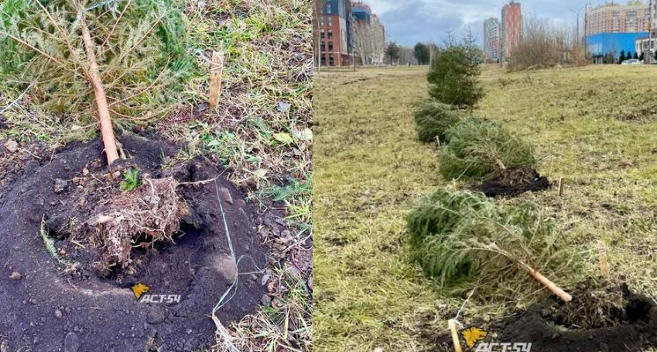 Ураган уложил недельные ёлки на Красном проспекте: жители боятся, что саженцы засохнут за праздники