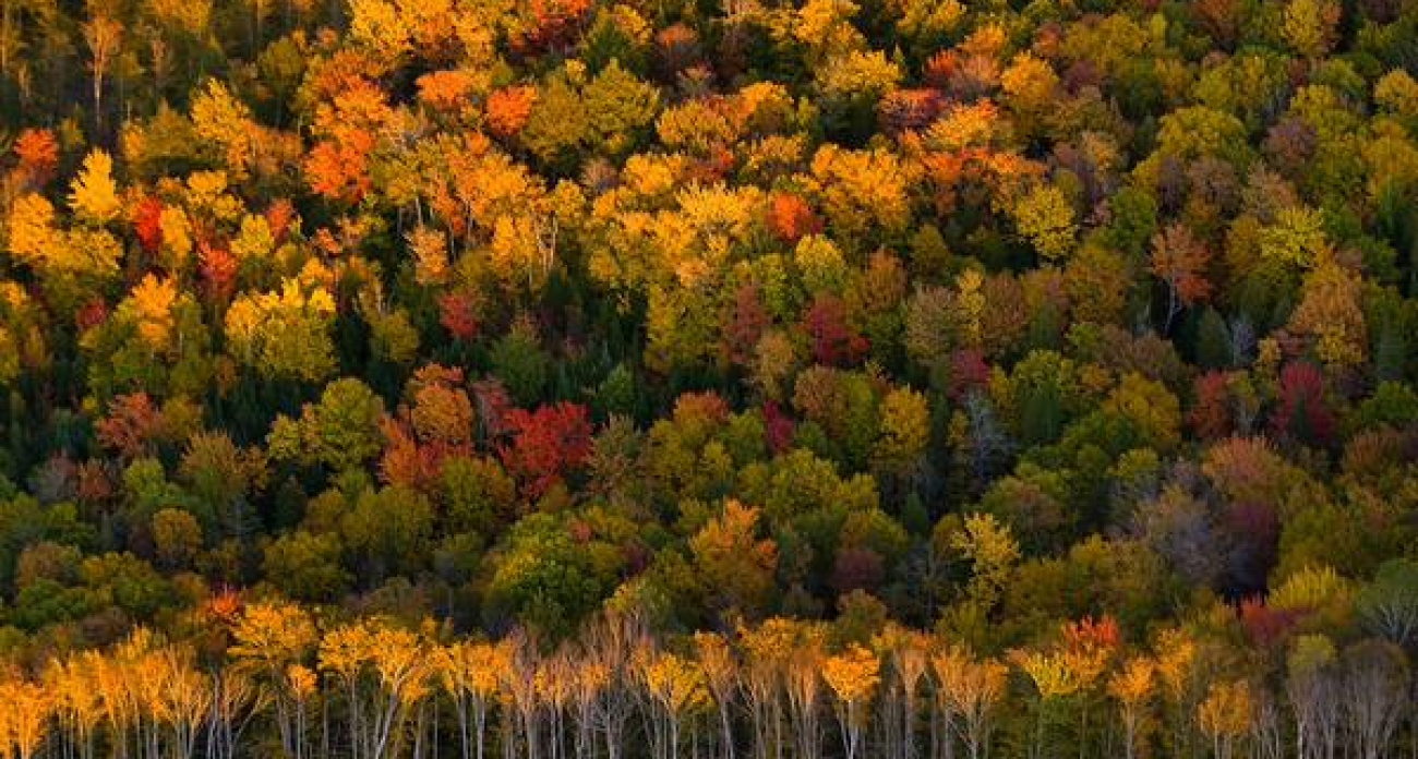 Влажность 98% и +4 градуса: Иваново накрыло «тяжёлым одеялом» — прогноз на выходные