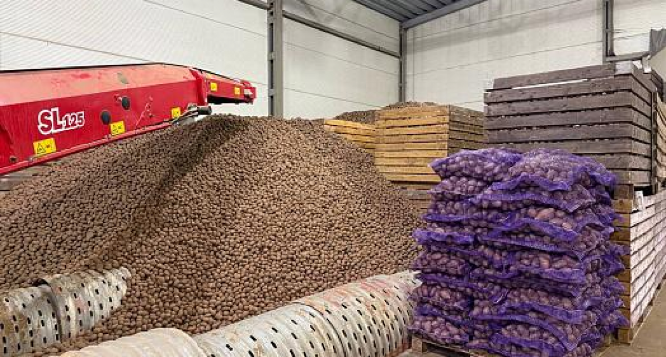 Ивановские аграрии побили рекорд: 19,2 тыс. тонн картофеля несмотря на капризы погоды