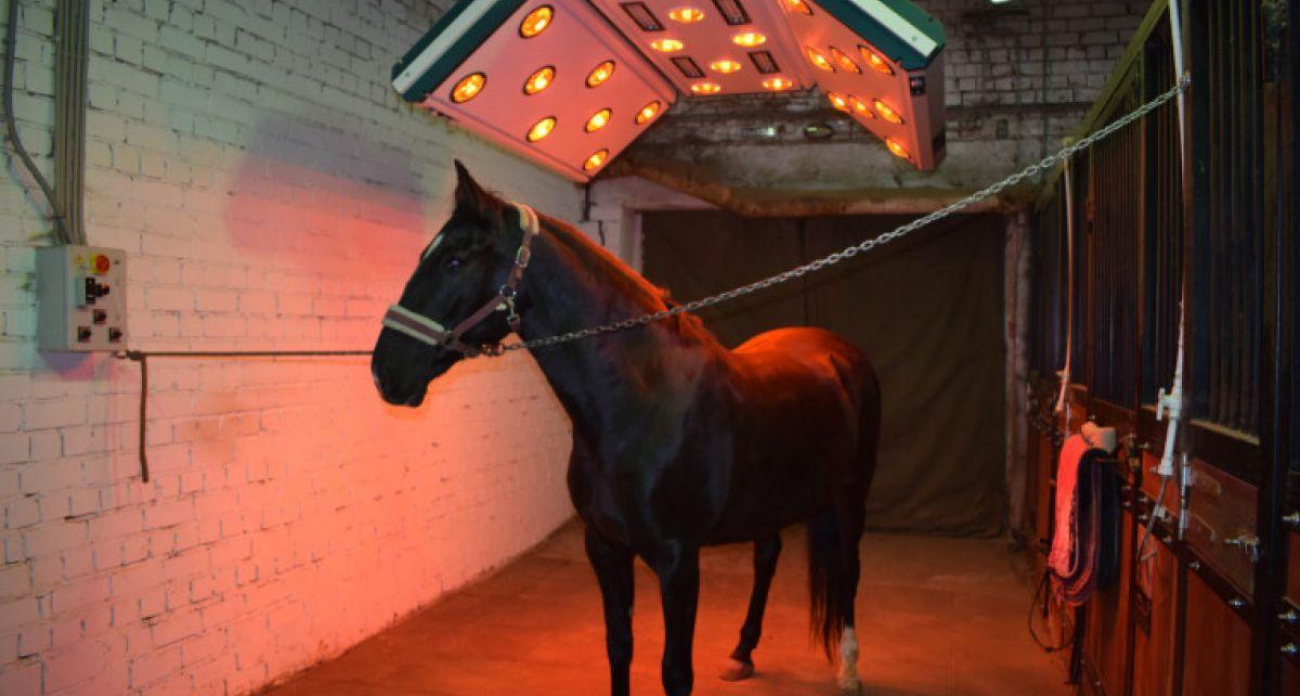 Лошади в Иванове получили солярий за миллион: лечат спину и восполняют дефицит витамина D