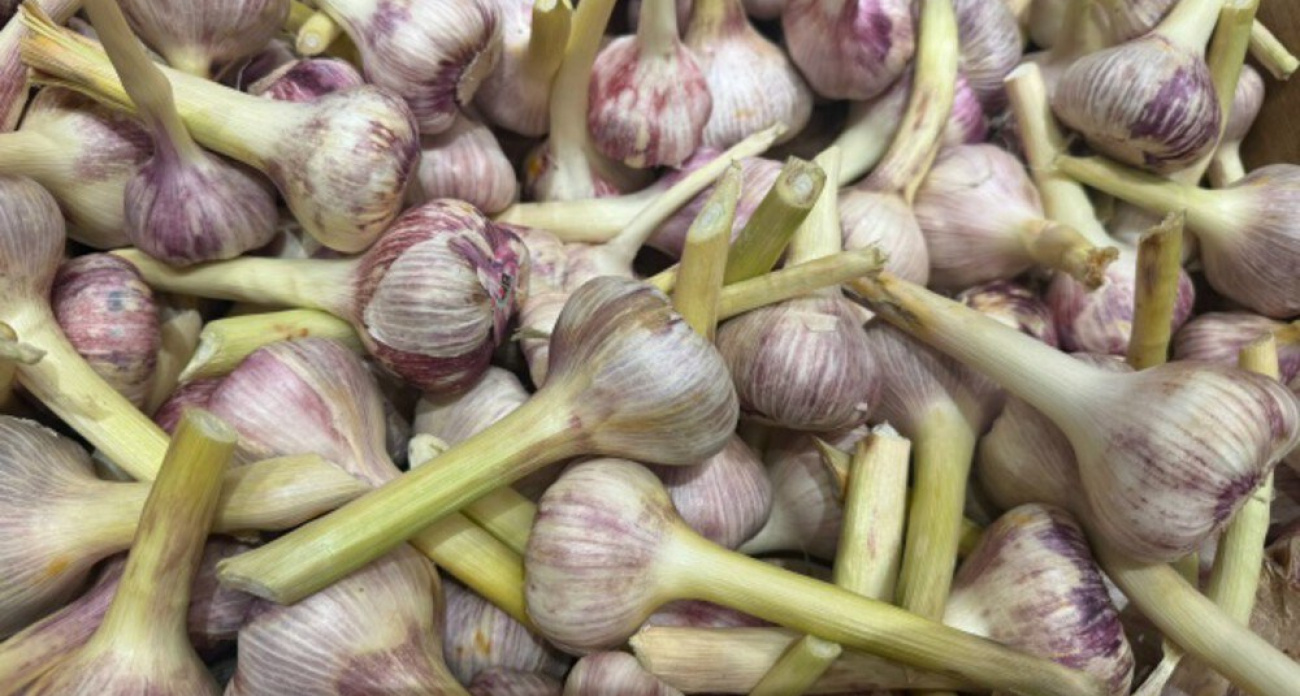 5 сортов чеснока, которые предпочитают опытные огородники: морозоустойчивые виды с длительным сроком хранения