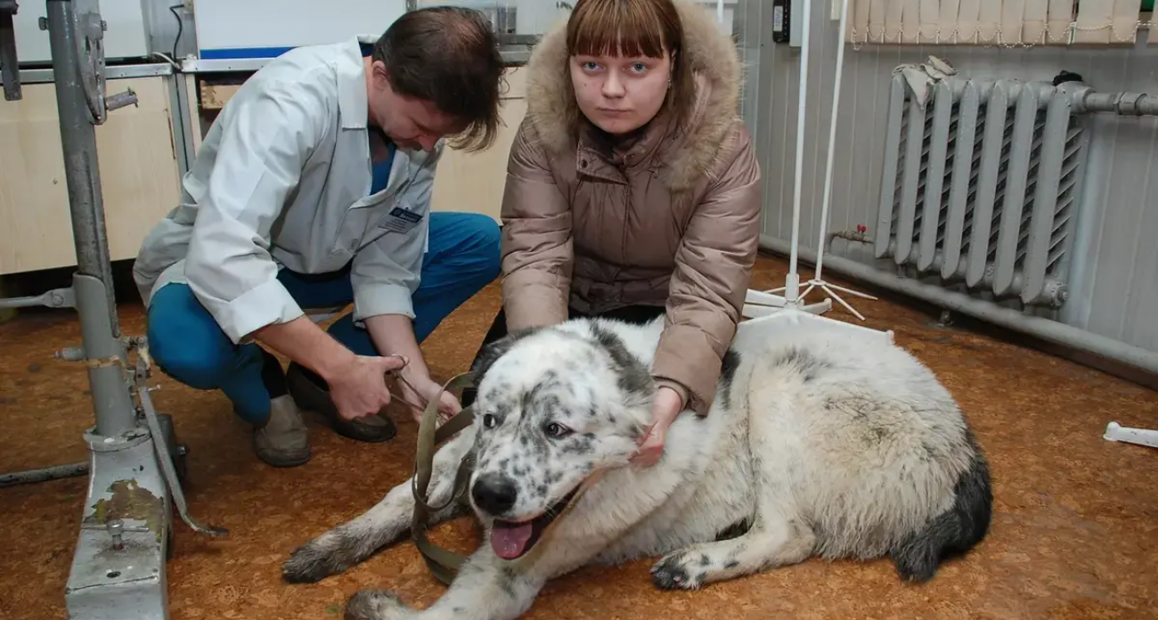 Ветеринарам Ивановской области разрешили регистрироваться одним заявлением