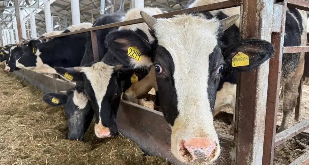 5,4 млрд рублей на животноводство: 33 кредита изменили агросектор Ивановской области