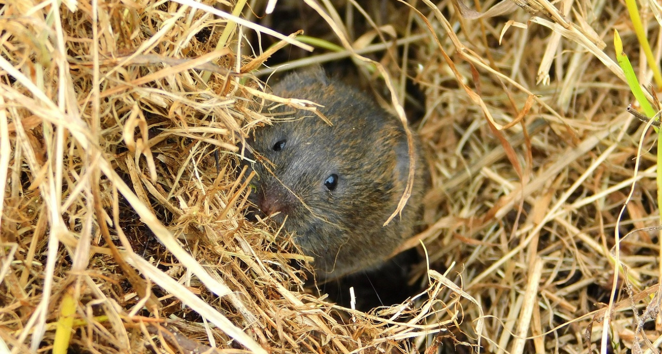 Как навсегда избавить дачу от мышей: 5 проверенных способов закрыть им доступ в дом