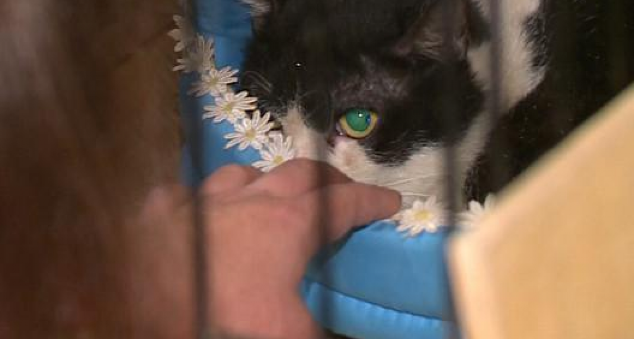 «Кошка не обязана рожать»: активистка требует льготной стерилизации за 2000 рублей вместо 4000