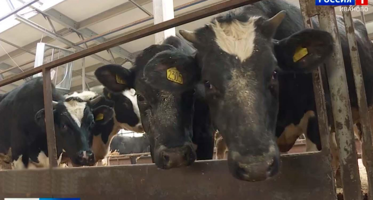 5,5 млрд рублей на фермы: как 33 льготных кредита изменили 11 районов Ивановской области