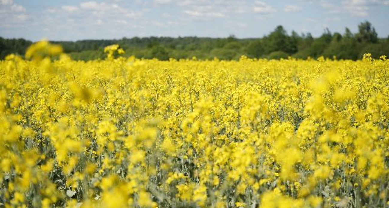 Рапс взлетел в 17 раз за 8 лет: Ивановская область удвоила урожай масличных до 16,6 тыс. тонн