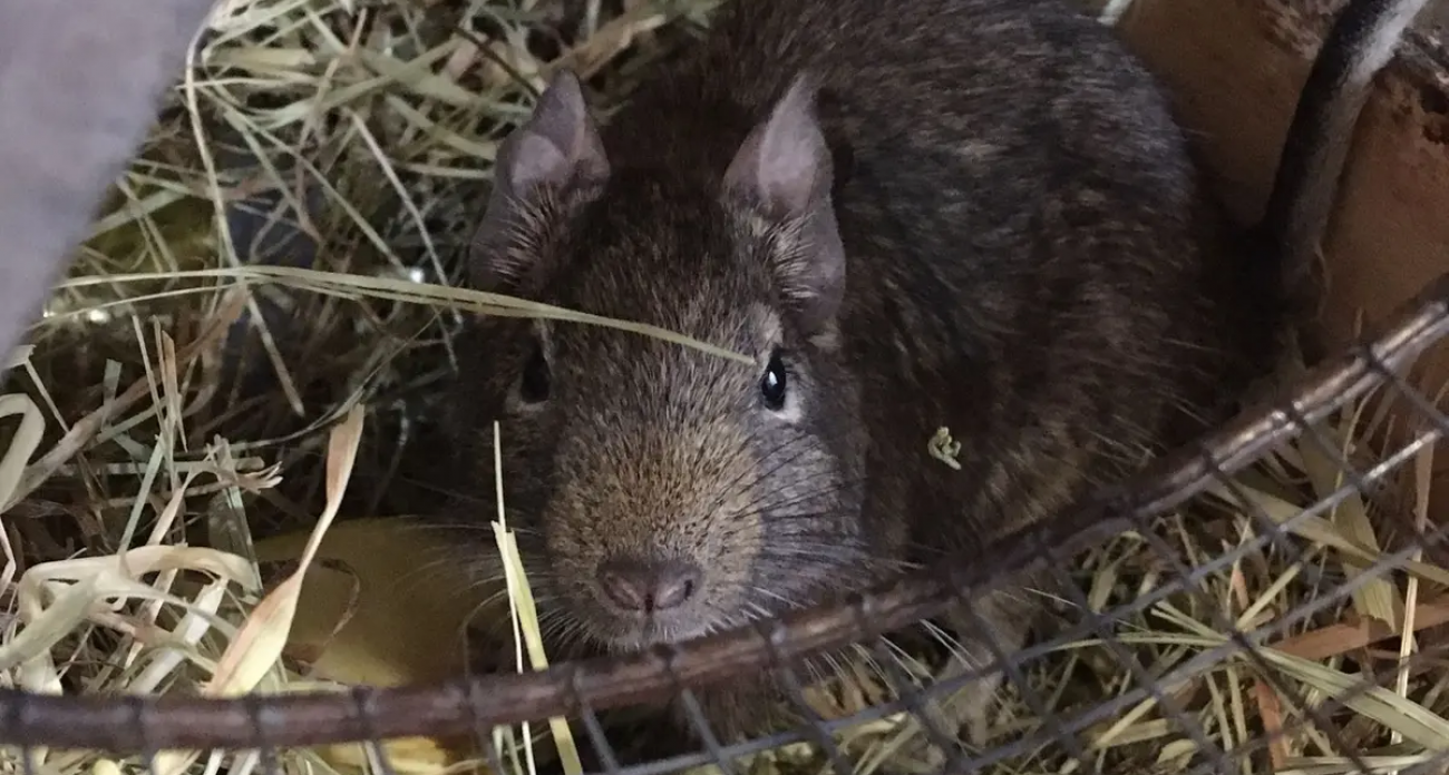 Трех южноамериканских дегу выбросили в подъезд на Строителей — их спас зоопарк