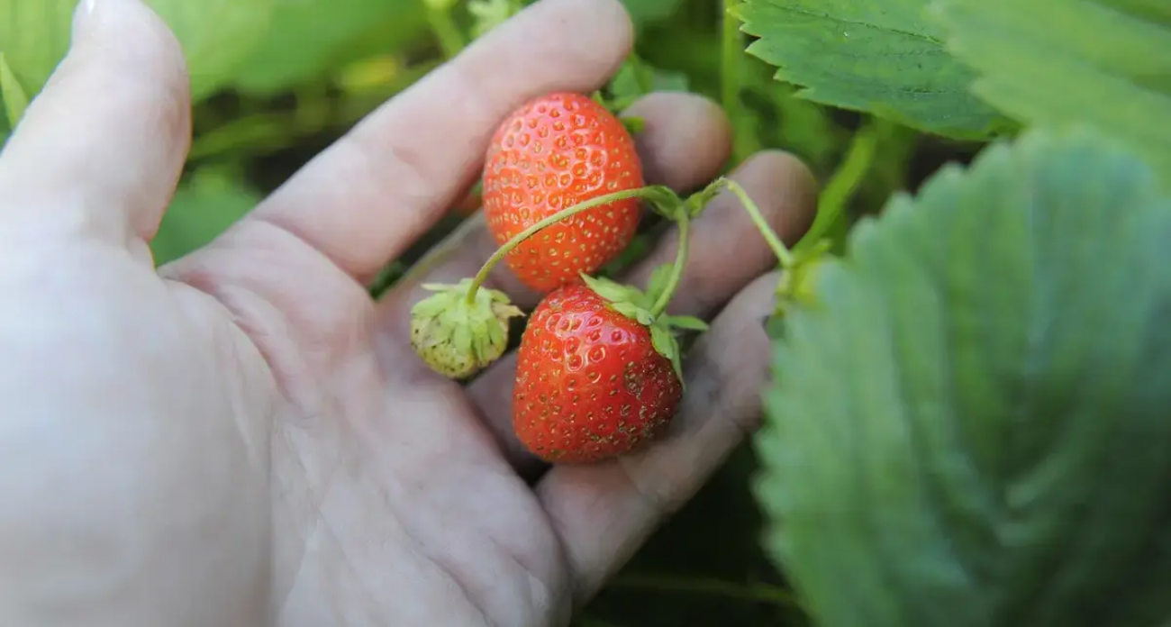 Ивановская область в 28 раз нарастила сбор ягод за семь лет