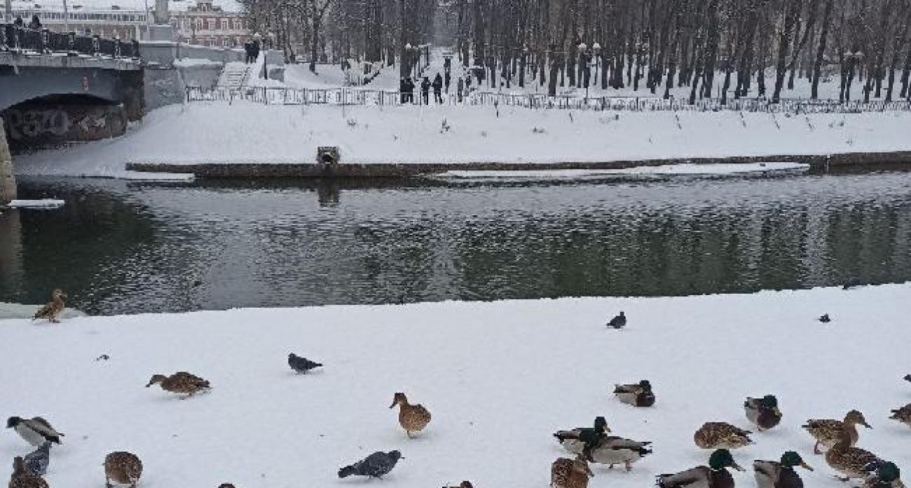 Декабрь издевается: после морозов −17° в Ивановской области пойдут дожди
