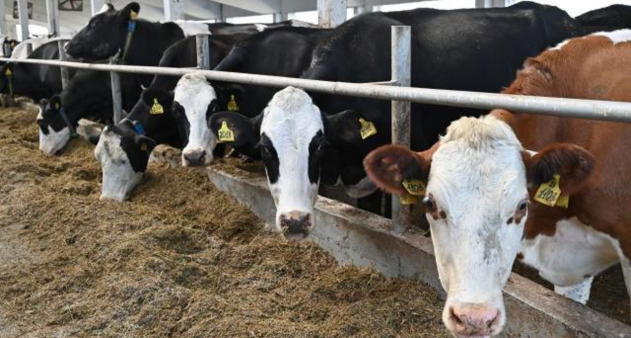 Иваново инвестирует 793 млн рублей в модернизацию сельхоза на 118%