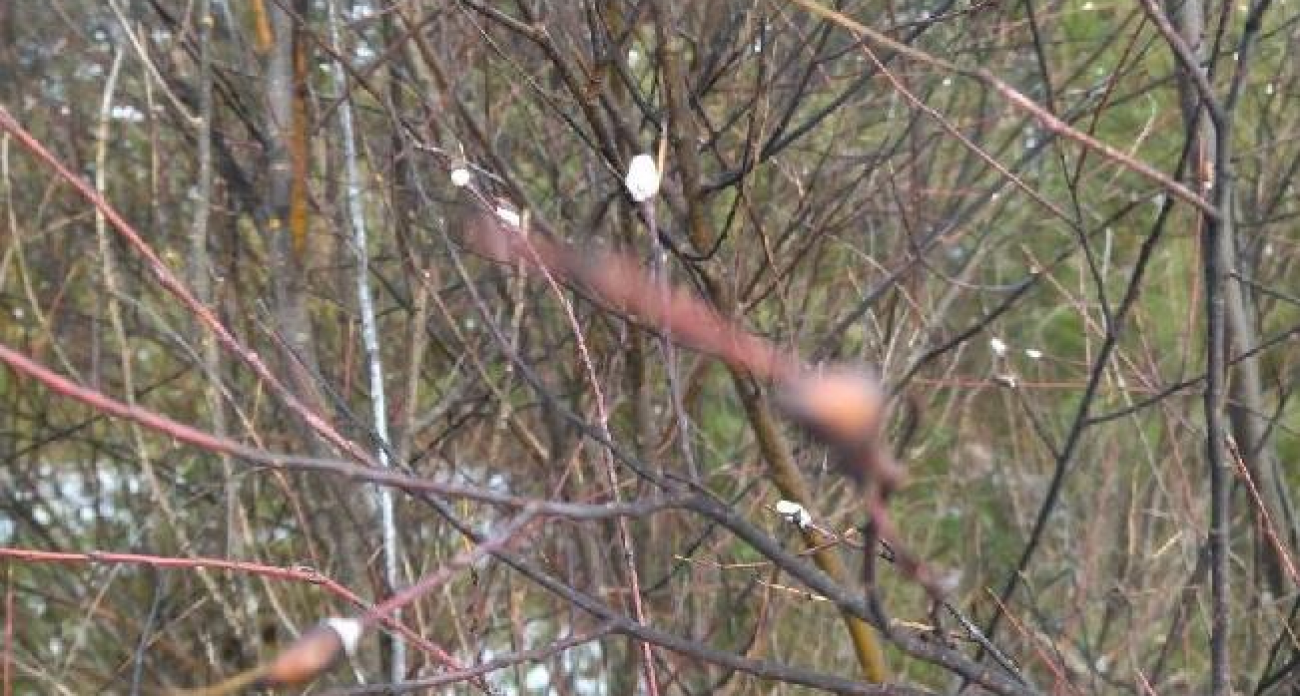 За 10 дней до Нового года в Ивановской области зацвела верба из-за +8-10°C к норме