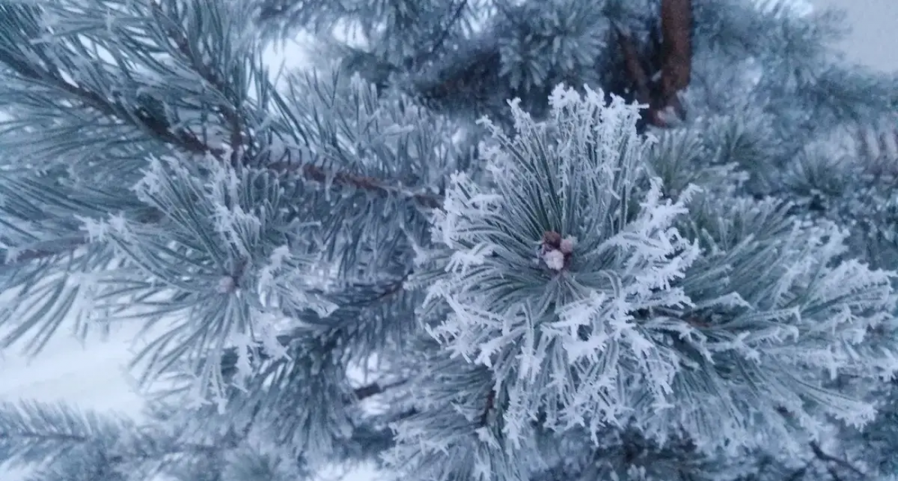 Арктический воздух обрушится на Ивановскую область: морозы до -19°С уже сегодня
