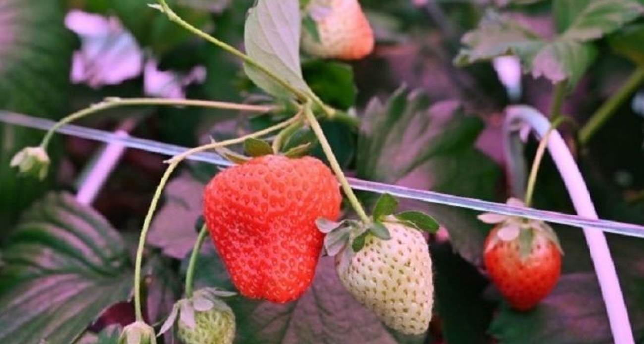 Клубника зимой: Ивановская область освоила круглогодичное выращивание