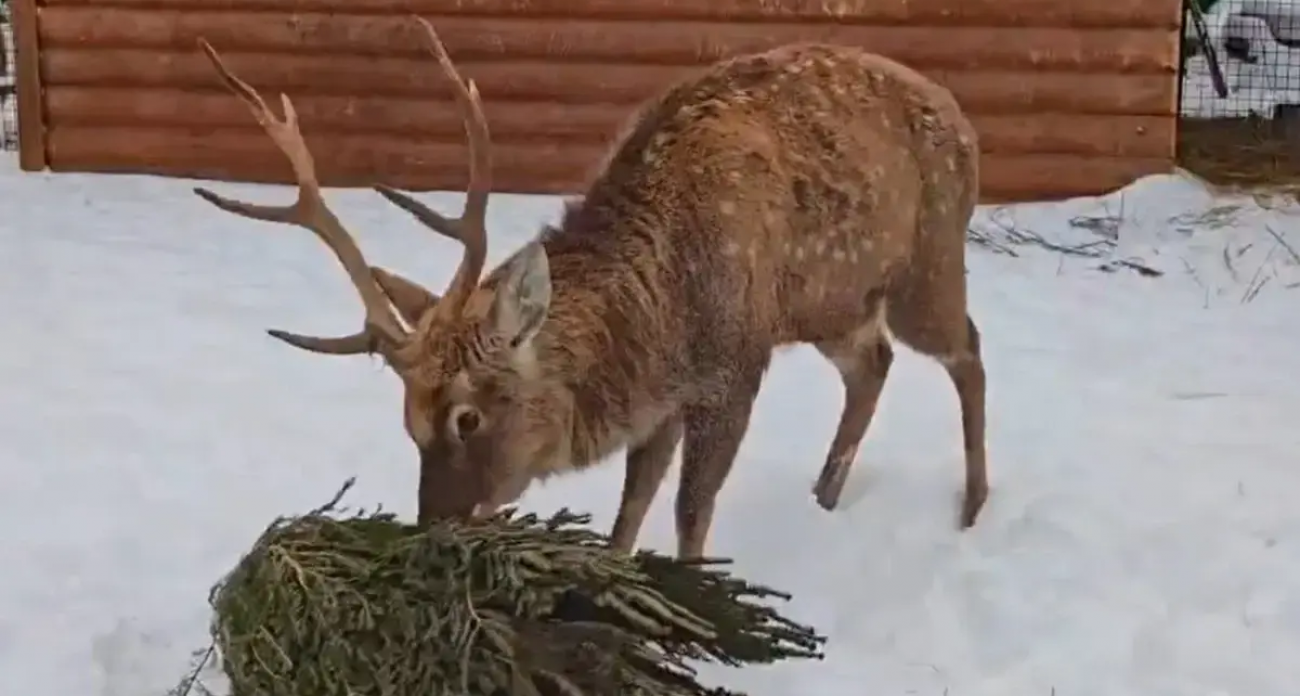 Ивановский зоопарк получил 100+ елок на новогодний пир для животных