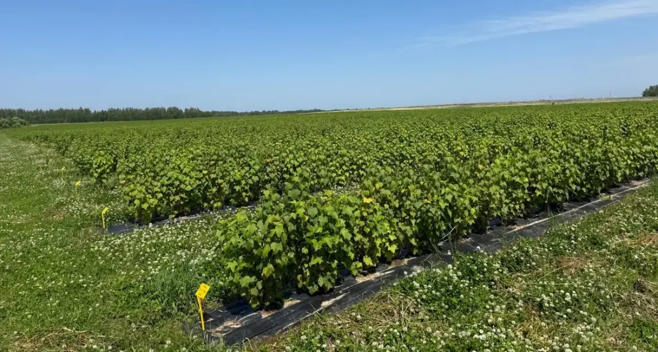 6000 гектаров «спящих» земель: Минсельхоз компенсирует аграриям 50% затрат на возвращение полей в оборот