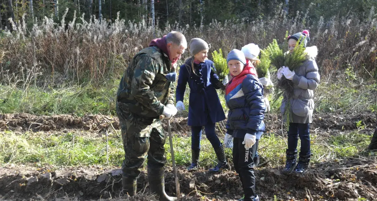 Зеленый рекорд: 6000 гектаров нового леса посадили в Ивановской области, перевыполнив план на 102%