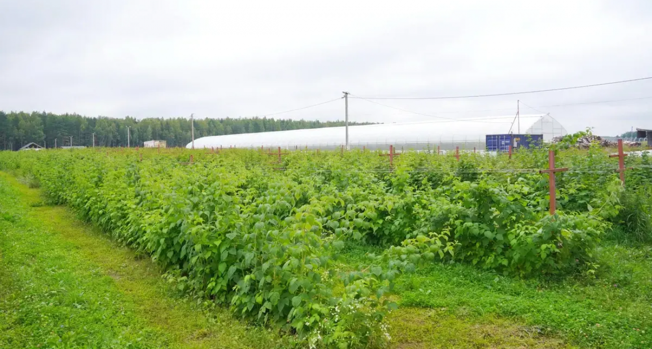 150 га вместо 100: в Ивановской области на 50% увеличили земельные наделы для фермеров