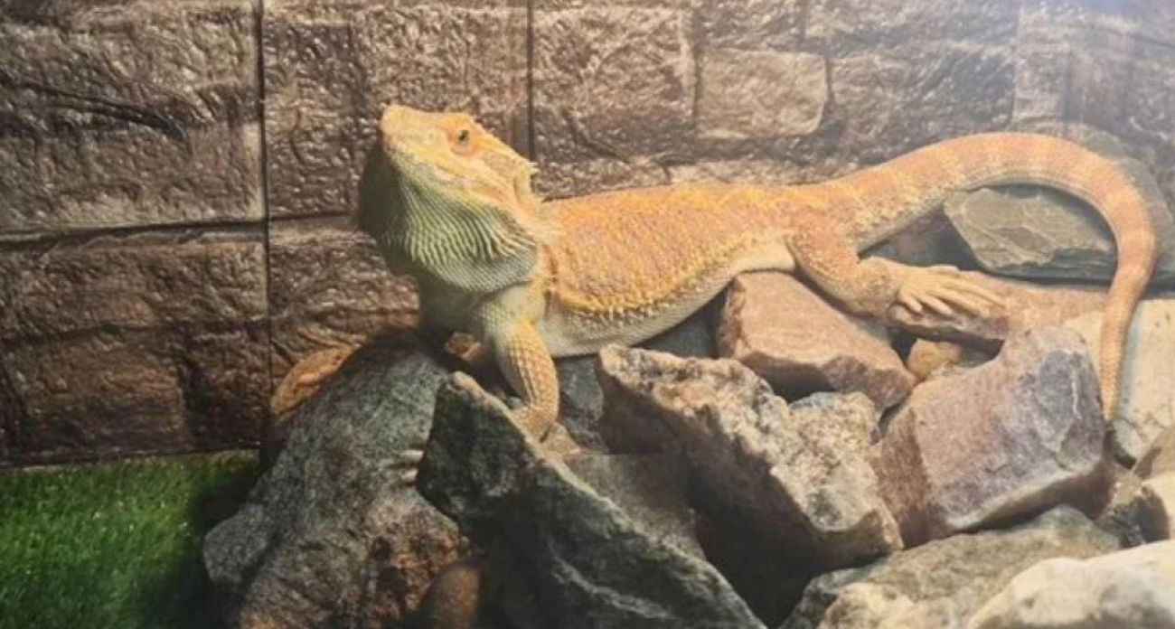 За 17 500 рублей: ручная бородатая агама редкой генетики ищет новый дом в Иванове