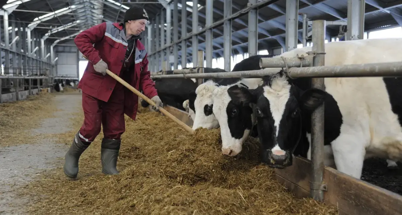 161 млн на молоко: ивановским фермерам доплатят 1,35 рубля за каждый килограмм в 2026 году