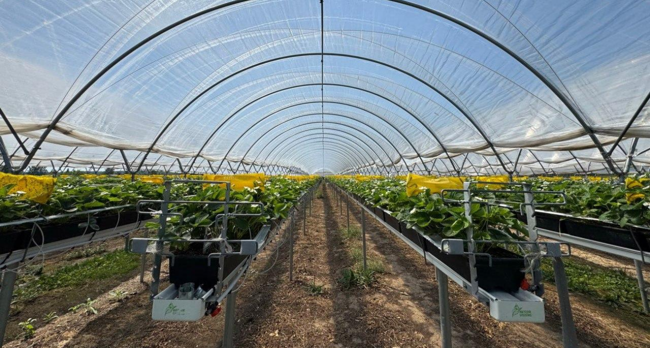 Ивановские аграрии привлекли 3,5 млрд рублей льготных кредитов