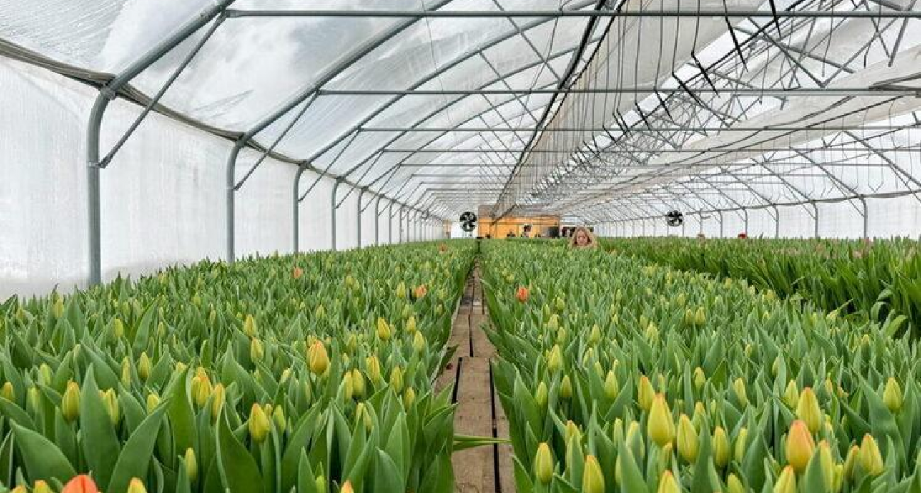 1,8 миллиона тюльпанов к 8 Марта: Ивановская область готовит цветочный сюрприз