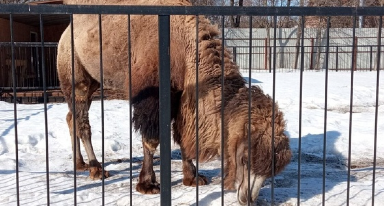 Ивановский зоопарк продлил день на два часа ради весны