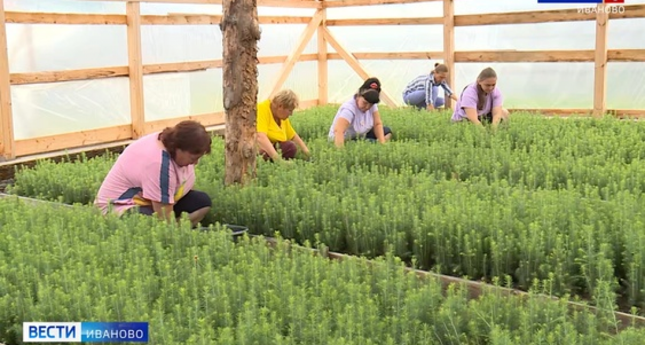 Ивановская область увеличила восстановление лесов на 10% за год