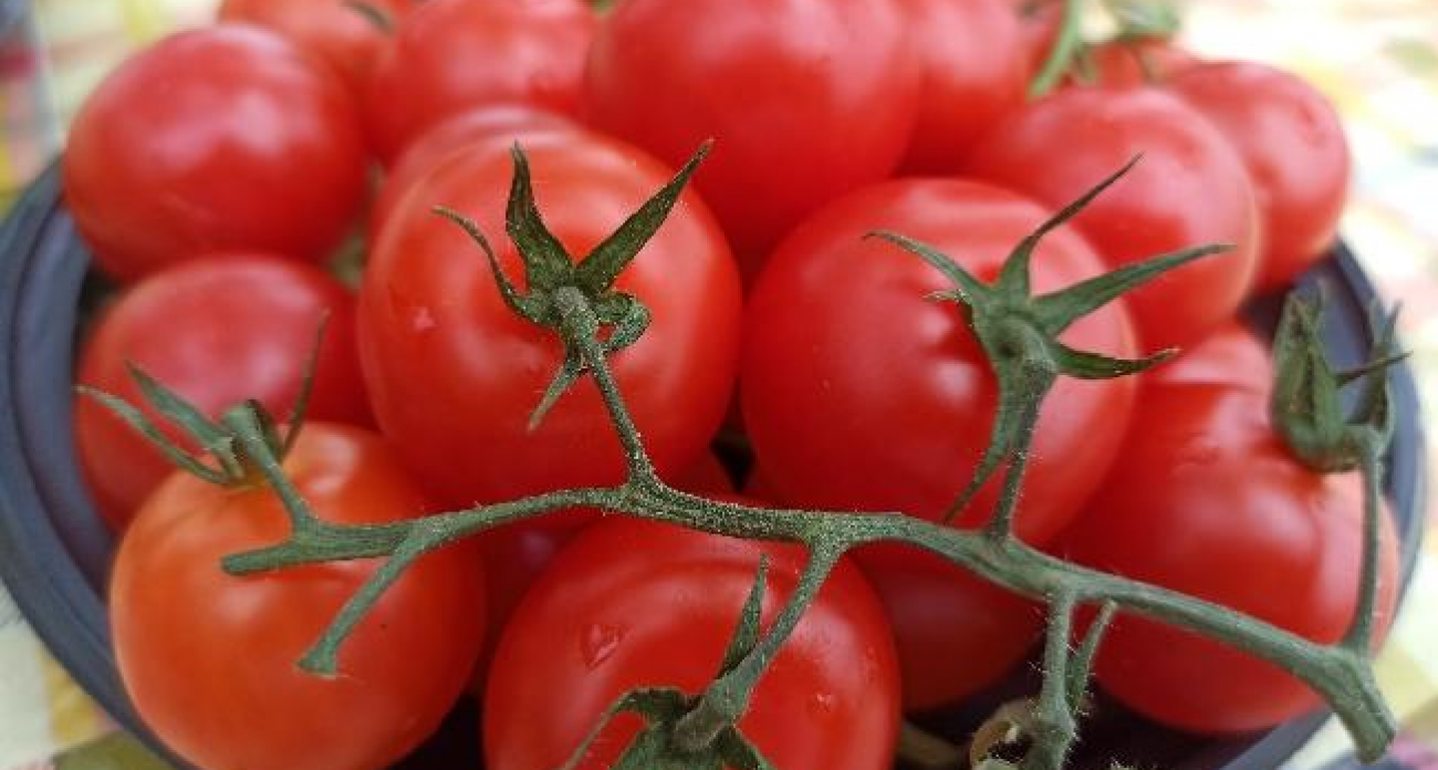 Покупатели протыкают помидоры ногтями — магазины списывают товар в убыток