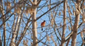 Орнитологи пригласили ивановцев всю зиму фотографировать птиц