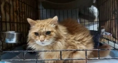 Ивановцы могут сделать счастливым кота, который чуть не умер на улице и всю жизнь провел в клетке