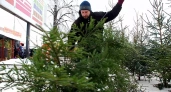 Жители Ивановской области могут купить новогодние ели в лесничествах