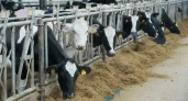 Производители молока в Ивановской области получат субсидии на 119 млн рублей