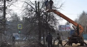 В Иванове стартовали работы по обрезке деревьев