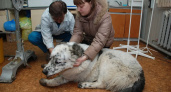 В Шуе проведут бесплатную вакцинацию домашних животных от бешенства